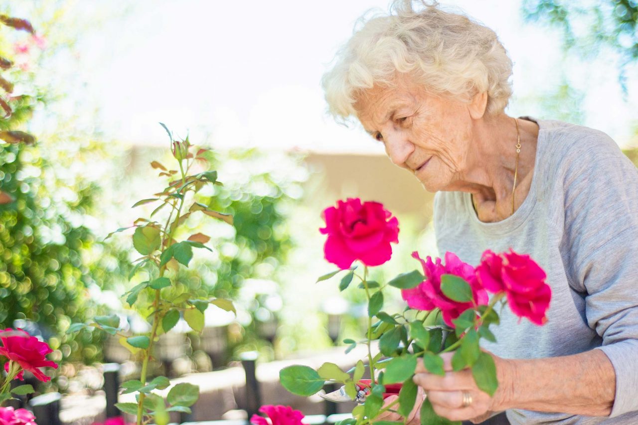 Elderly woman trimming fuchsia roses on a bush