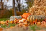 Four gourds covered with bronzed autumn leaves in front of hay bales